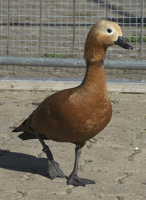 传递出明